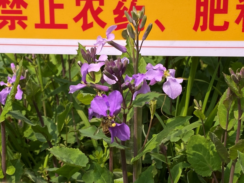 蜜蜂来采诸葛菜的花蜜